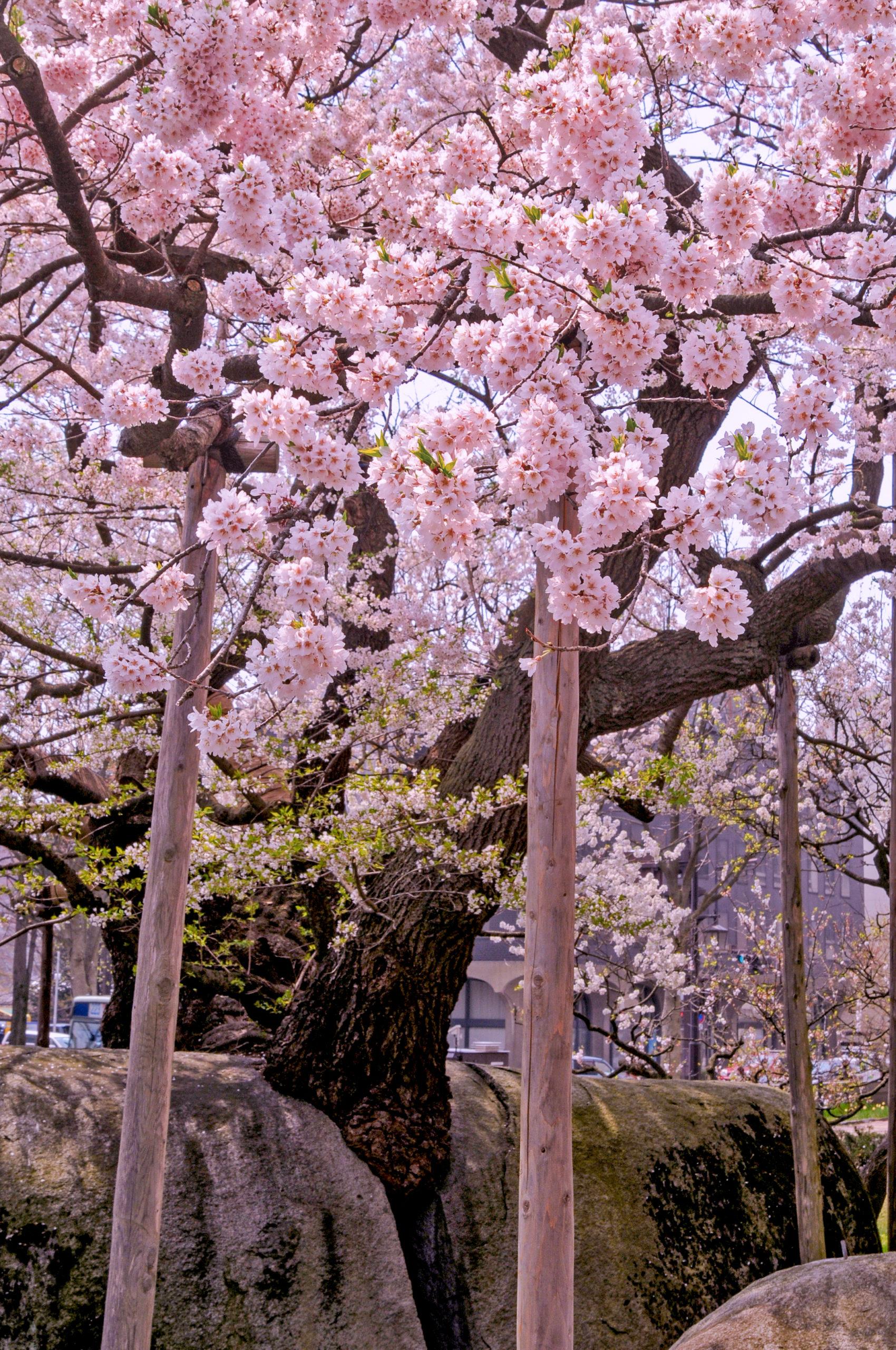🌳 바위깨기 벚나무 (이시와리자쿠라) 이미지 6